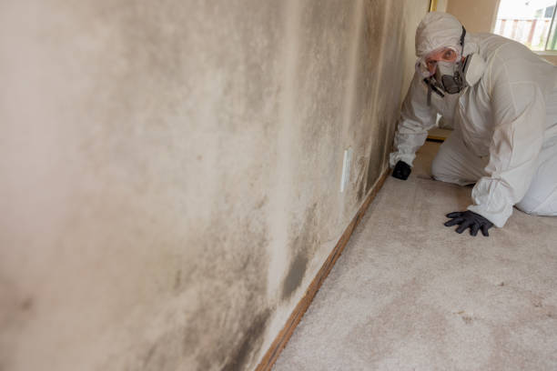 Best Mold-Related Health Consultation  in North Fort Lewis, WA